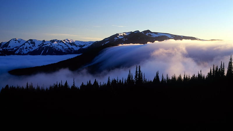 fog on olympic mountains in washington, forest, silhouette, mountains, fog, HD wallpaper