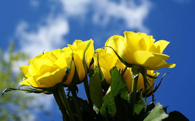 Thank You, yellow, sky, roses, blue, HD wallpaper