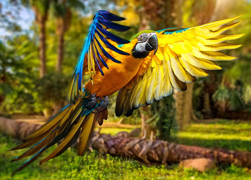 Exotic bird, colorful, wings, exotic, flight, bonito, parrot, lvoely, bird, tropical, HD wallpaper