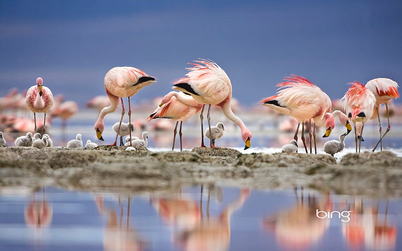 Baby Flamingos feeding, Flamingos, seaside, feeding, brids, HD wallpaper