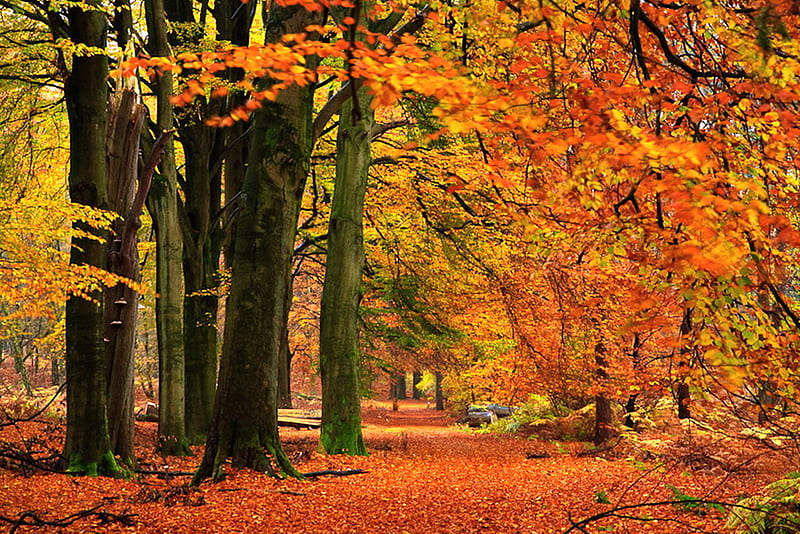 Dressed up, forest, autumn, gold, leaves, orange, yellow, trees, HD ...