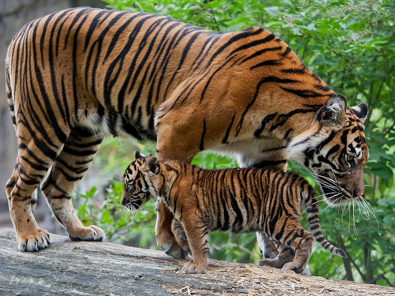 tigress with cub, cub, feline, cat, tigress, HD wallpaper