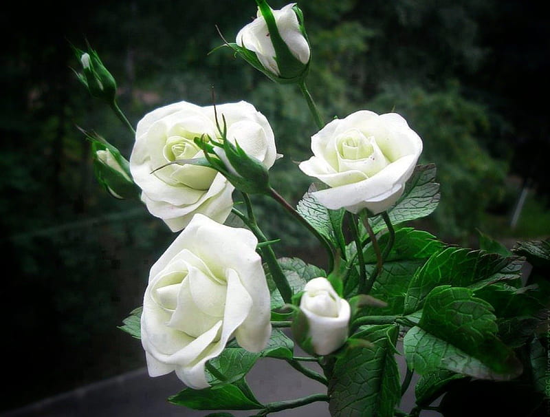 Hermosas flores blancas, blancas, flores, liziantus, Fondo de pantalla HD |  Peakpx