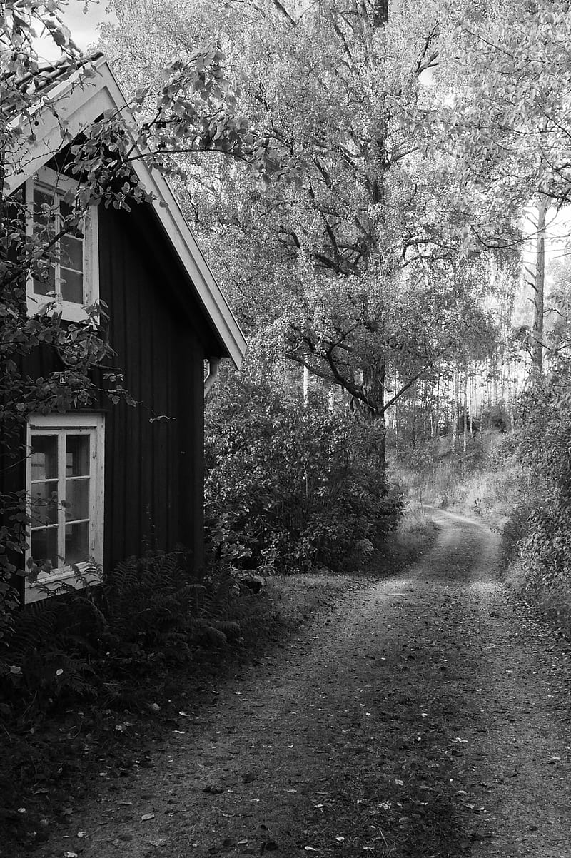 The road back, black/white, fall, nature, HD phone wallpaper