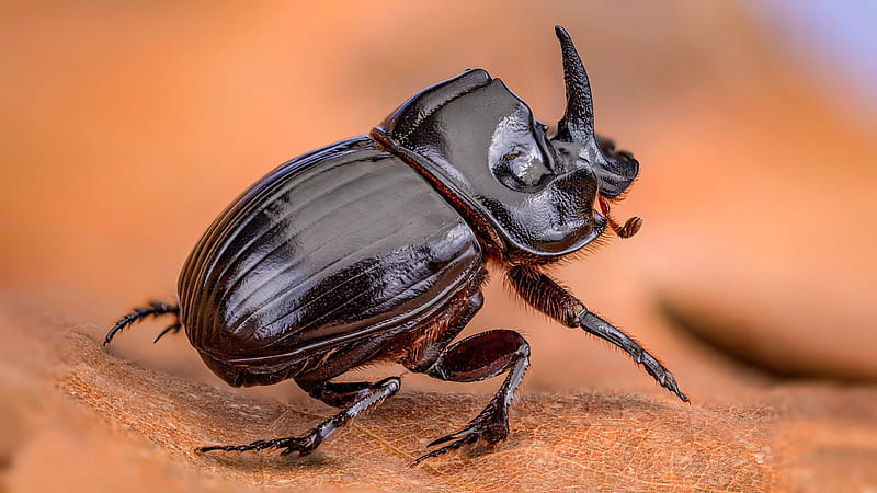 Animal, Rhinoceros Beetle, Beetle, Blur, Insect, Macro, HD wallpaper