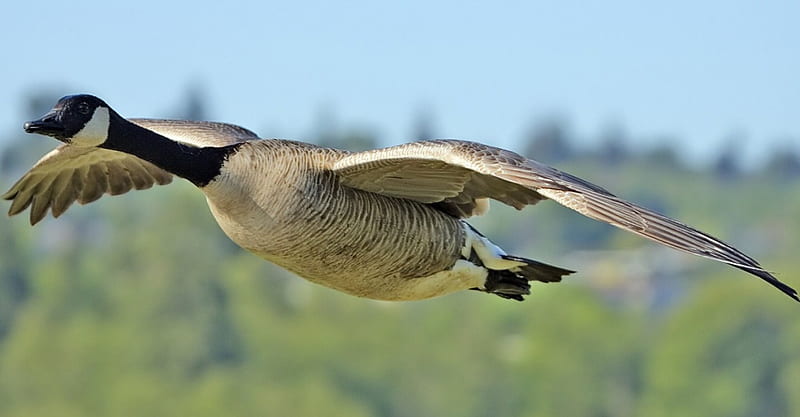 Canada Goose Flight, in flight, canada goose, HD wallpaper