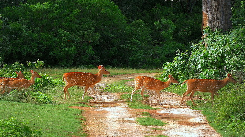 Deer Crossing in Yala National Park, summer, path, sri lanka, trees, HD wallpaper