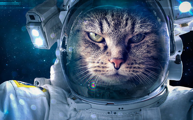 :), cat, pisici, cosmonaut, astronaut, fantasy, face, HD wallpaper