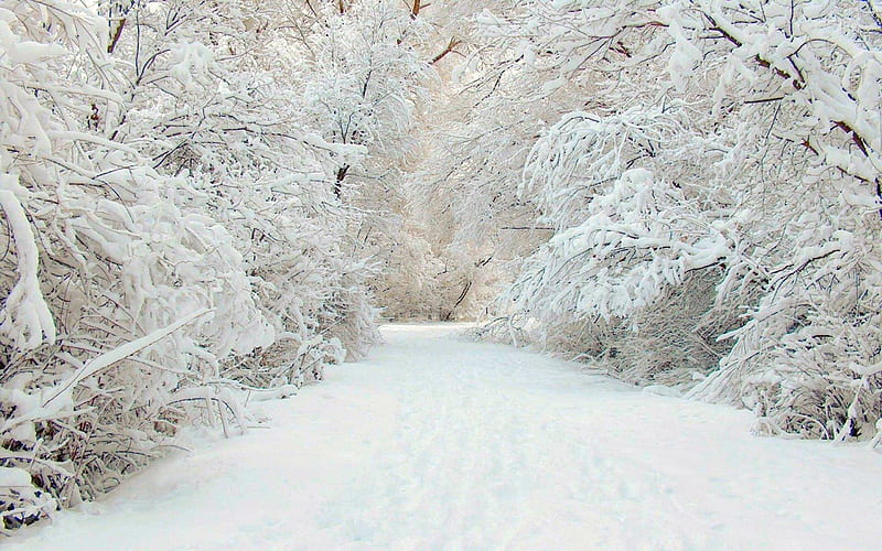 Aarde - Scenic JERRY [330312] SCENIC [03] winterwonderlane [VersionOne] [040127] [. Winter snow , Winter , Winter wonderland, Simple Snow, HD wallpaper