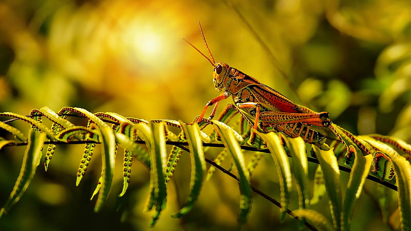 Animal, Grasshopper, Insect, HD wallpaper