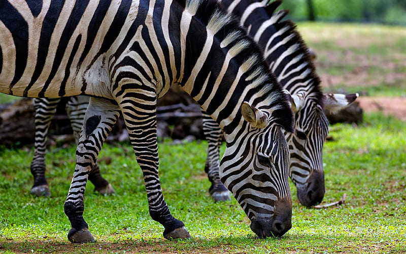 zebras wildlife, Africa, savannah, zebra, African Prairie, HD wallpaper