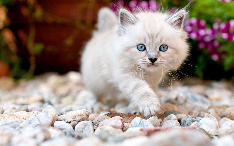 white fluffy kitten, little cute cat, pets, kitten with blue eyes, cats, HD wallpaper