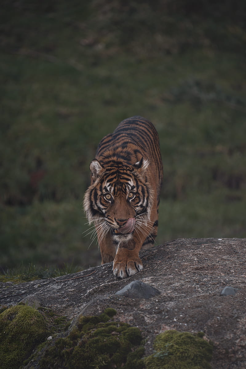 tiger, predator, glance, wildlife, HD phone wallpaper
