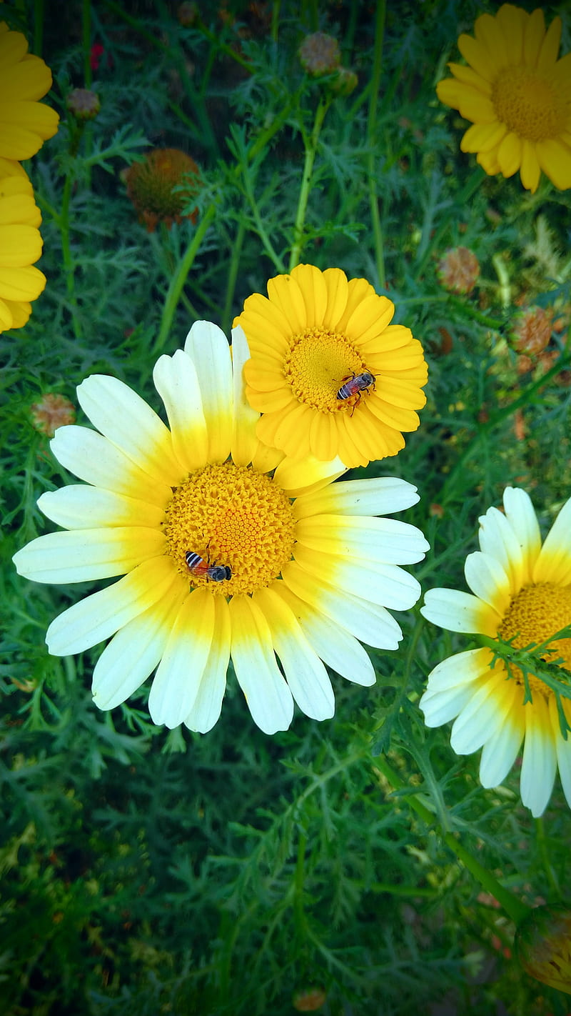 Twin flowers, bee on flower, garden, green, roses, sunflower, white flowers, yellow flowers, HD phone wallpaper