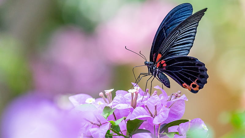 Butterfly, Fluture, Macro, Black, Flower, Insect, Pink, Hd Wallpaper 