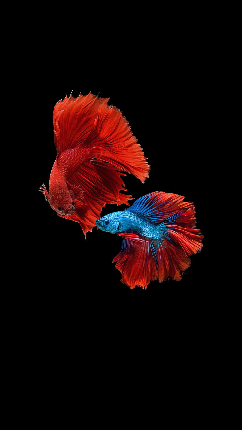 Fishes, fish, red, aquarium background, HD phone wallpaper