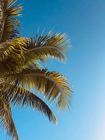 Palm tree, crown, top, branches, sunlight, HD wallpaper | Peakpx