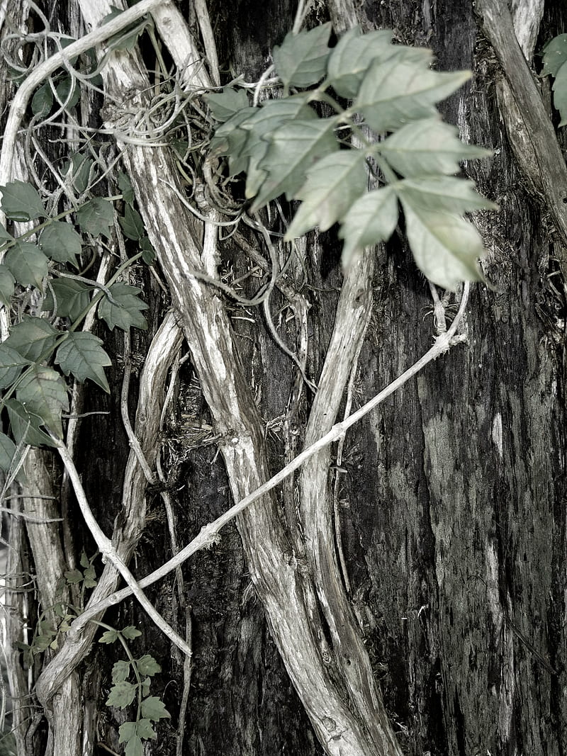Creepy vine, camo, hunt, hunting, landscape, nature, oak, outdoors, real, tree, HD phone wallpaper
