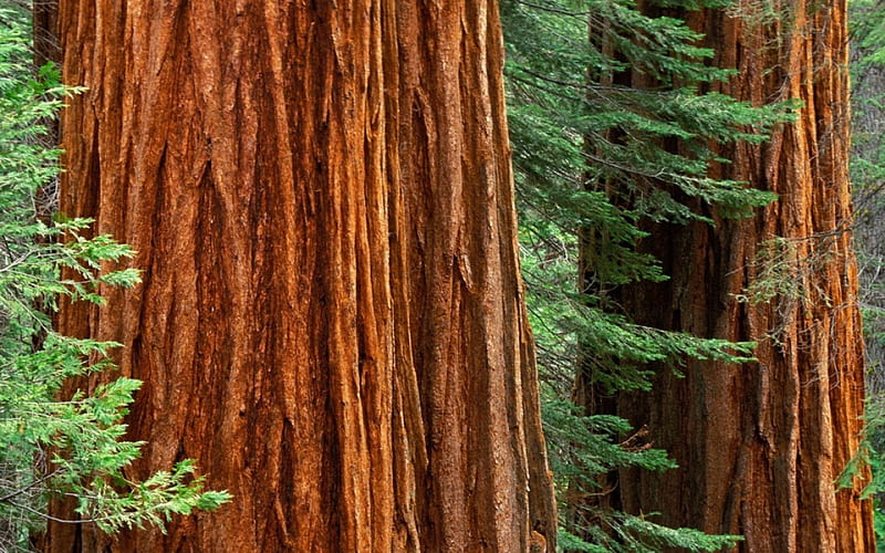giant sequoia trees, sequoia, tree, branch, leaf, HD wallpaper