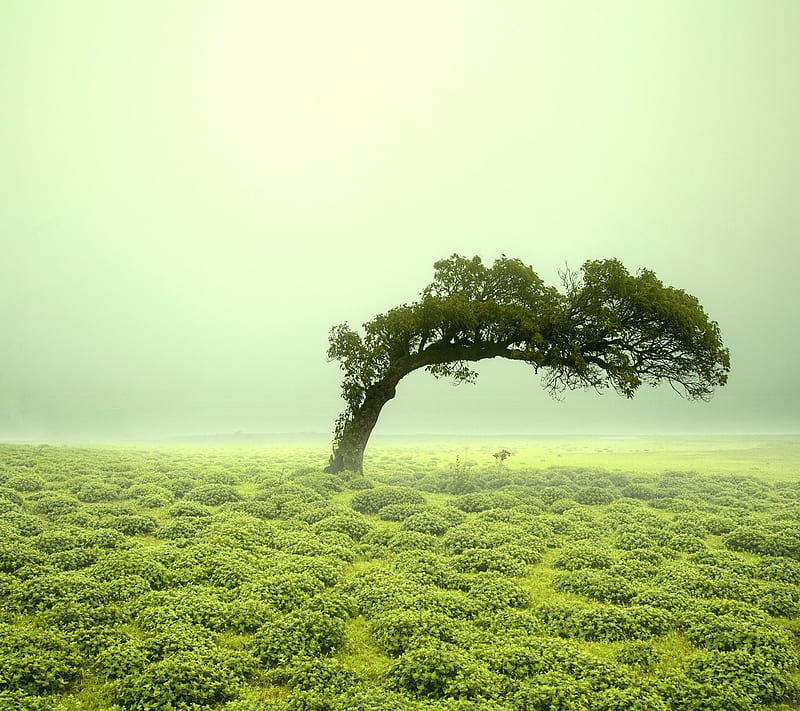 árbol, beograd, Fondo de pantalla HD | Peakpx