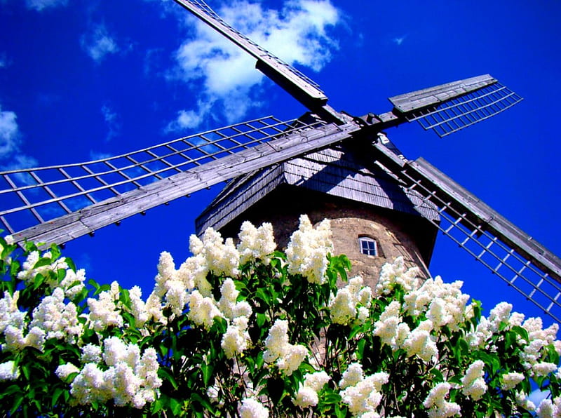 Windmill in spring, lilac, pretty, windmill, mill, fragranse, bonito, clouds, nice, bush, flowers, blue, lovely, fresh, wind, scent, spring, sky, freshness, nature, HD wallpaper