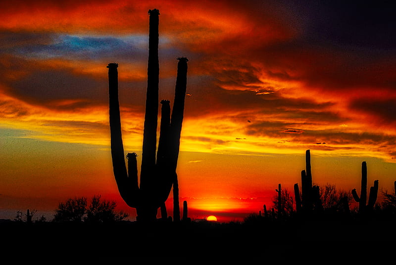 Colorful Sunset , arizona, sunset, saguaro, cactus, clouds, HD wallpaper