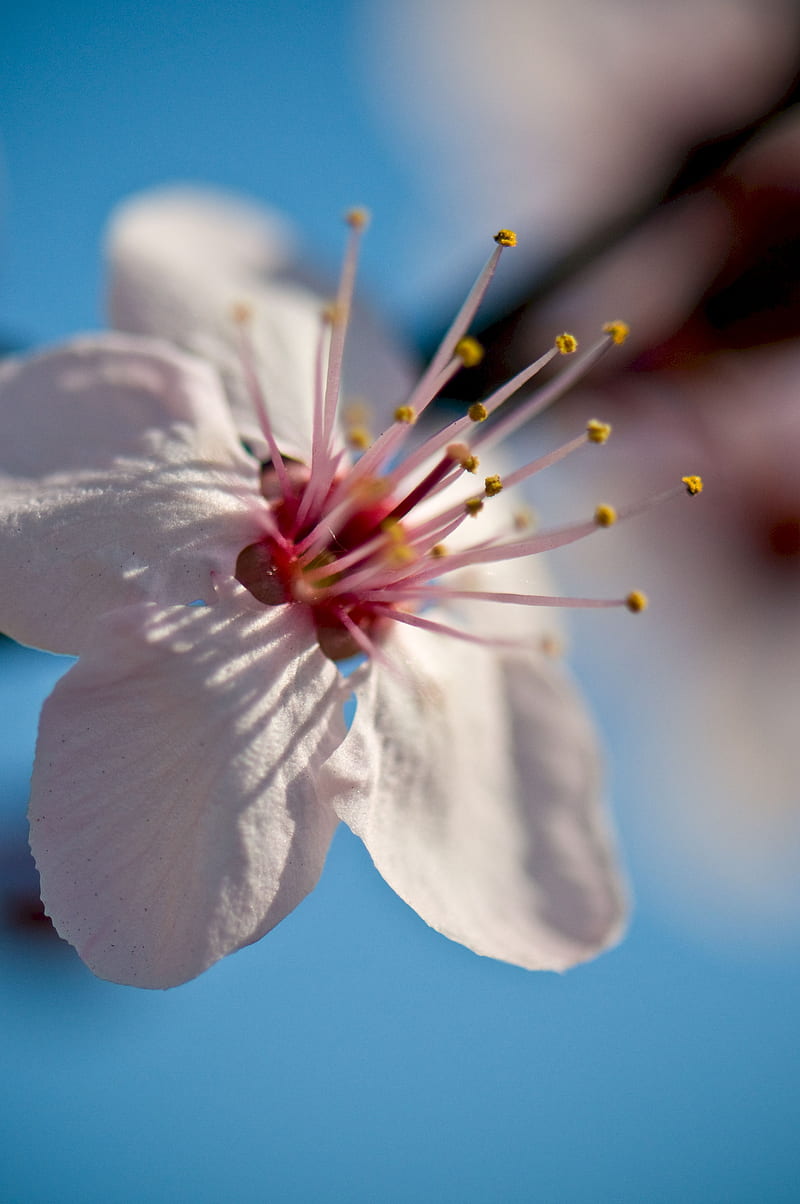 flower, bloom, spring, macro, closeup, blur, HD phone wallpaper