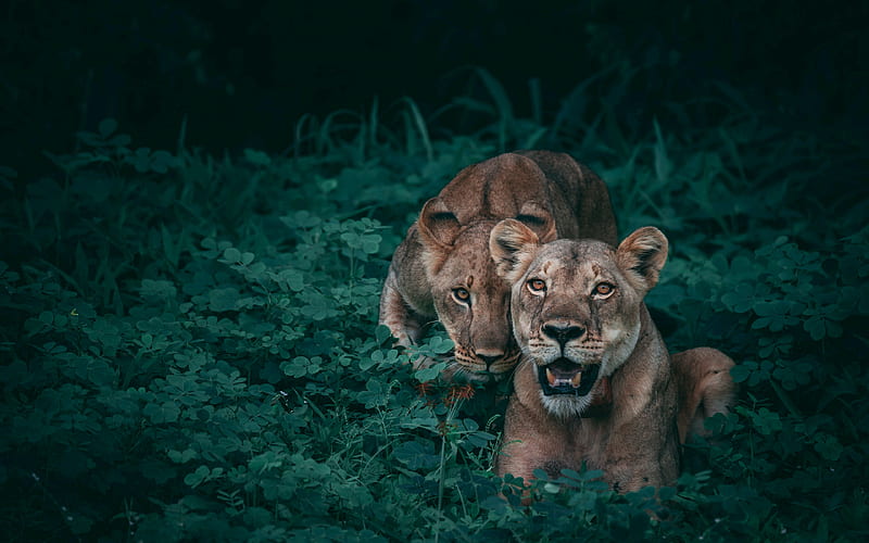 lions jungle, wildlife, predators, HD wallpaper