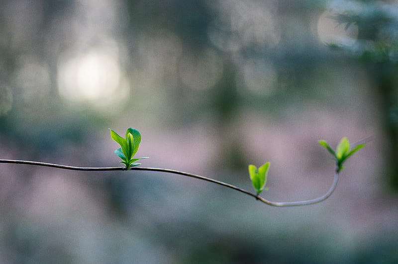 sprout, leaves, branch, macro, HD wallpaper