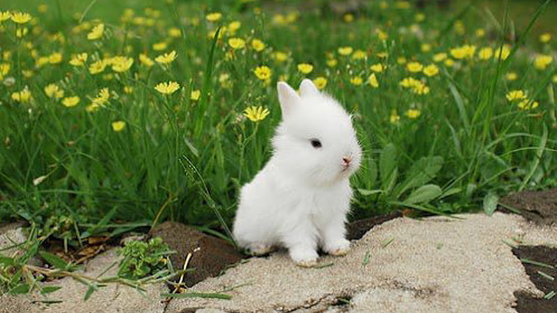 Beautiful graphy Of White Rabbit In Yellow Flowers Green Grass Field graphy, HD wallpaper