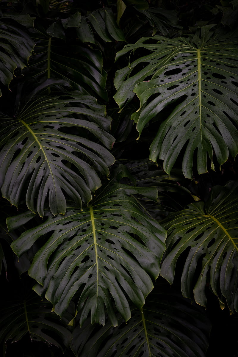 Monstera leaf green plant HD phone wallpaper  Peakpx