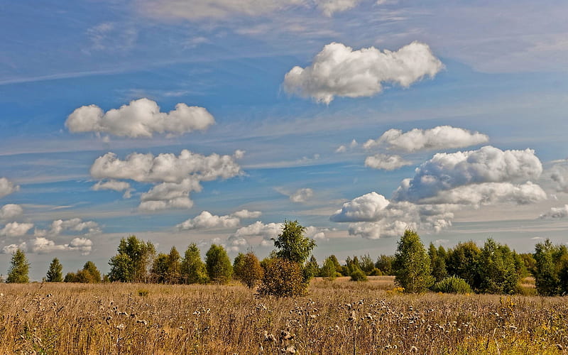 Autumn Meadow, autumn, bushes, field, meadow, clouds, HD wallpaper