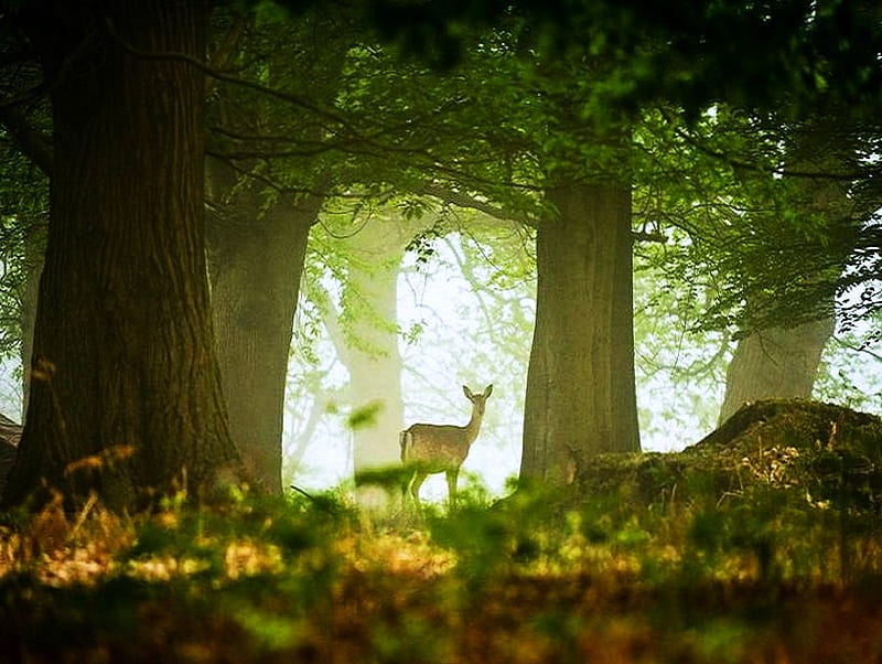 Deep in the forest, forest, dense, hiding, misty, trees, light, deer, HD wallpaper