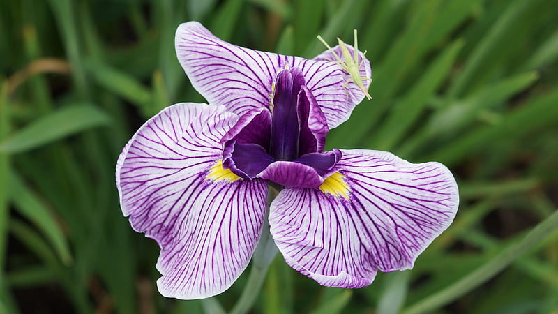 Japanese iris, Purple, Iris, ensata var spontanea, Iridaceae, Red purple, Calf, flowers, Hanashobu, white, Flower, HD wallpaper