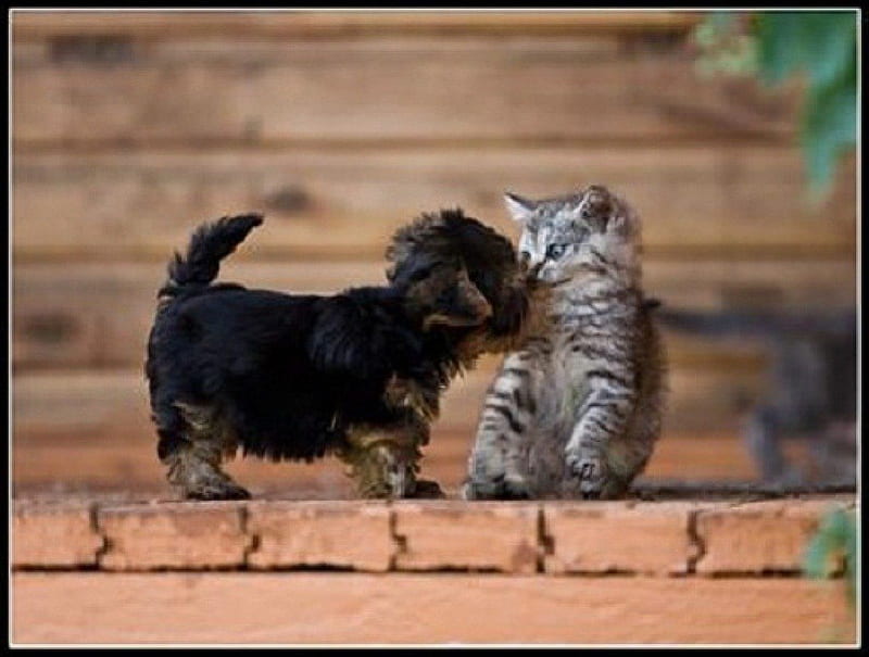 Friendly kiss, animals, kitty, puppy, HD wallpaper