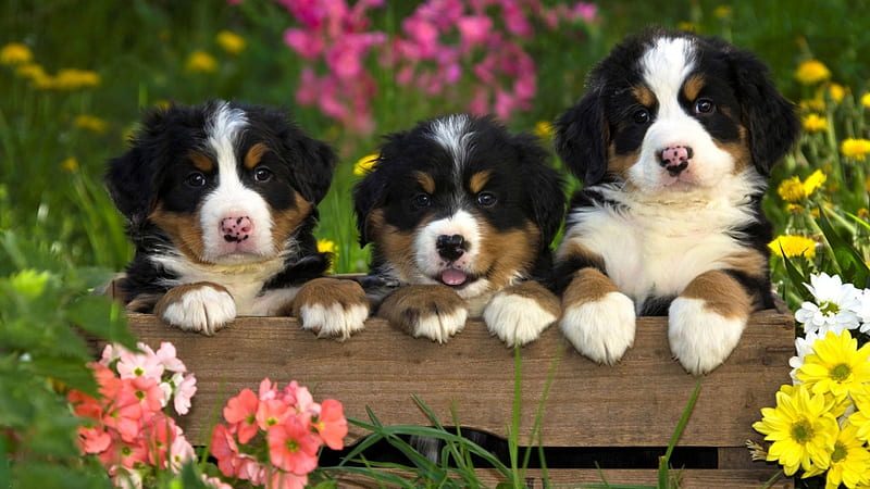 Burmese Mountain Dogs, puppies, summer, flowers, garden, spring, pup, dogs, HD wallpaper