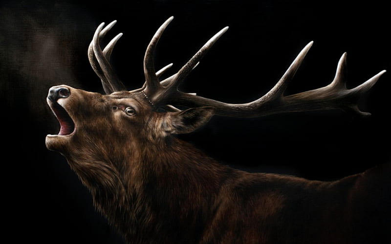 Deer Call, Call, Deer, Eyes, Horns, Brown, HD wallpaper