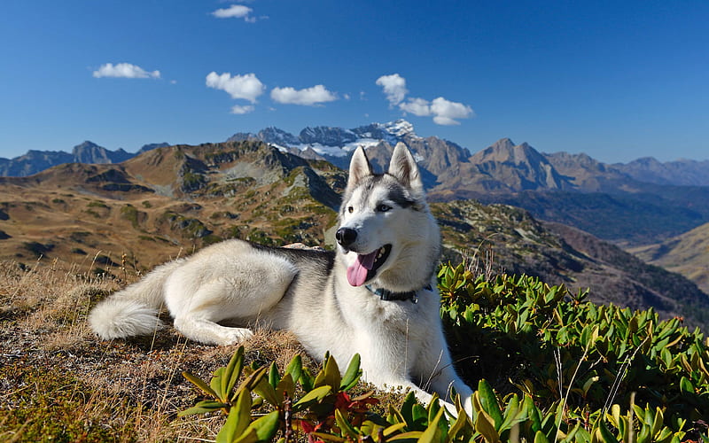 Siberian husky mountains, dogs, pets, Husky, HD wallpaper