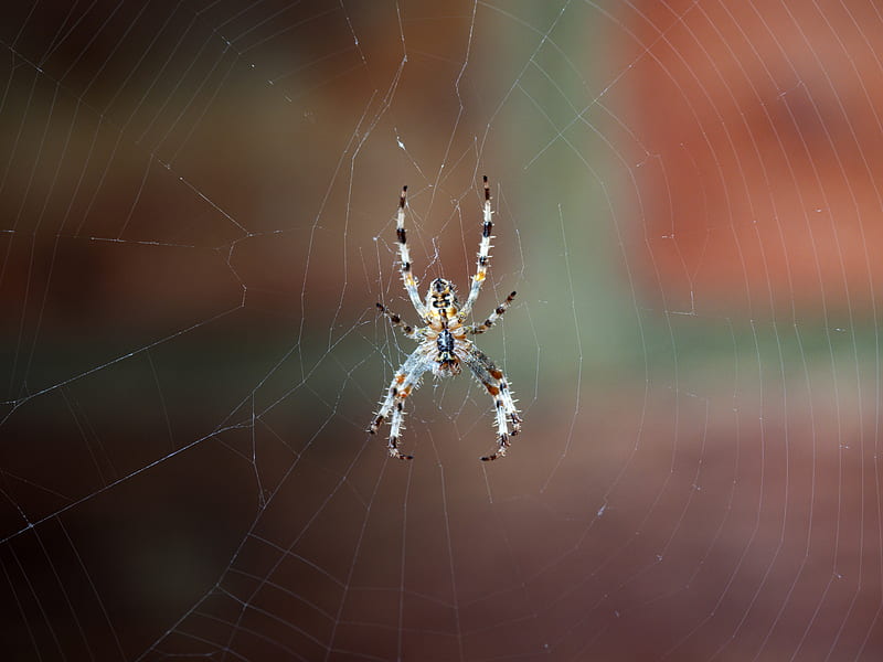 spider, web, macro, close-up, HD wallpaper