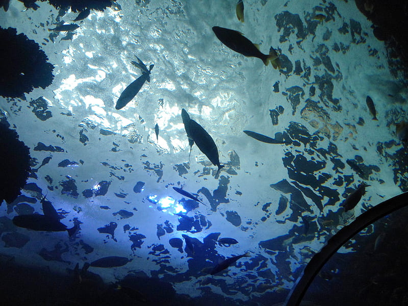 glass aquarium, glass, roof, fish, aquarium, HD wallpaper