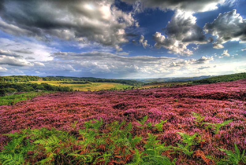 Heather across the moors., cloud, plant, sky, heather, moor, flower, nature, scenery, field, landscape, HD wallpaper