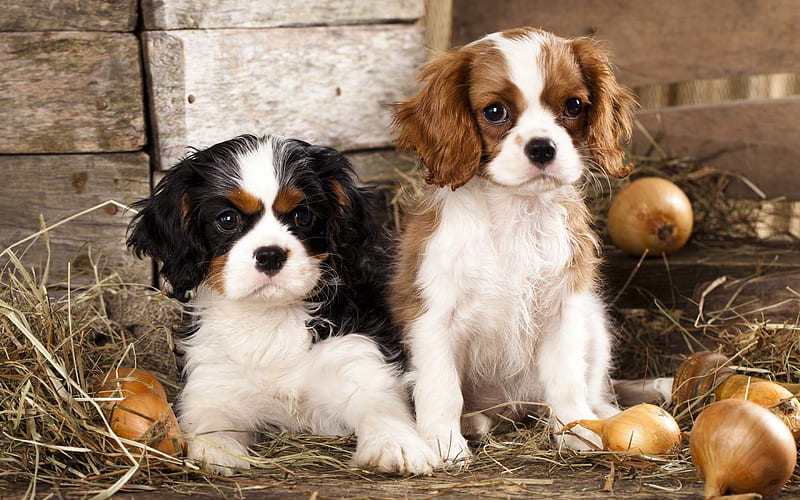 Cavalier King Charles Spaniel, small puppies, cute animals, small dogs, pets, British dog breeds, HD wallpaper