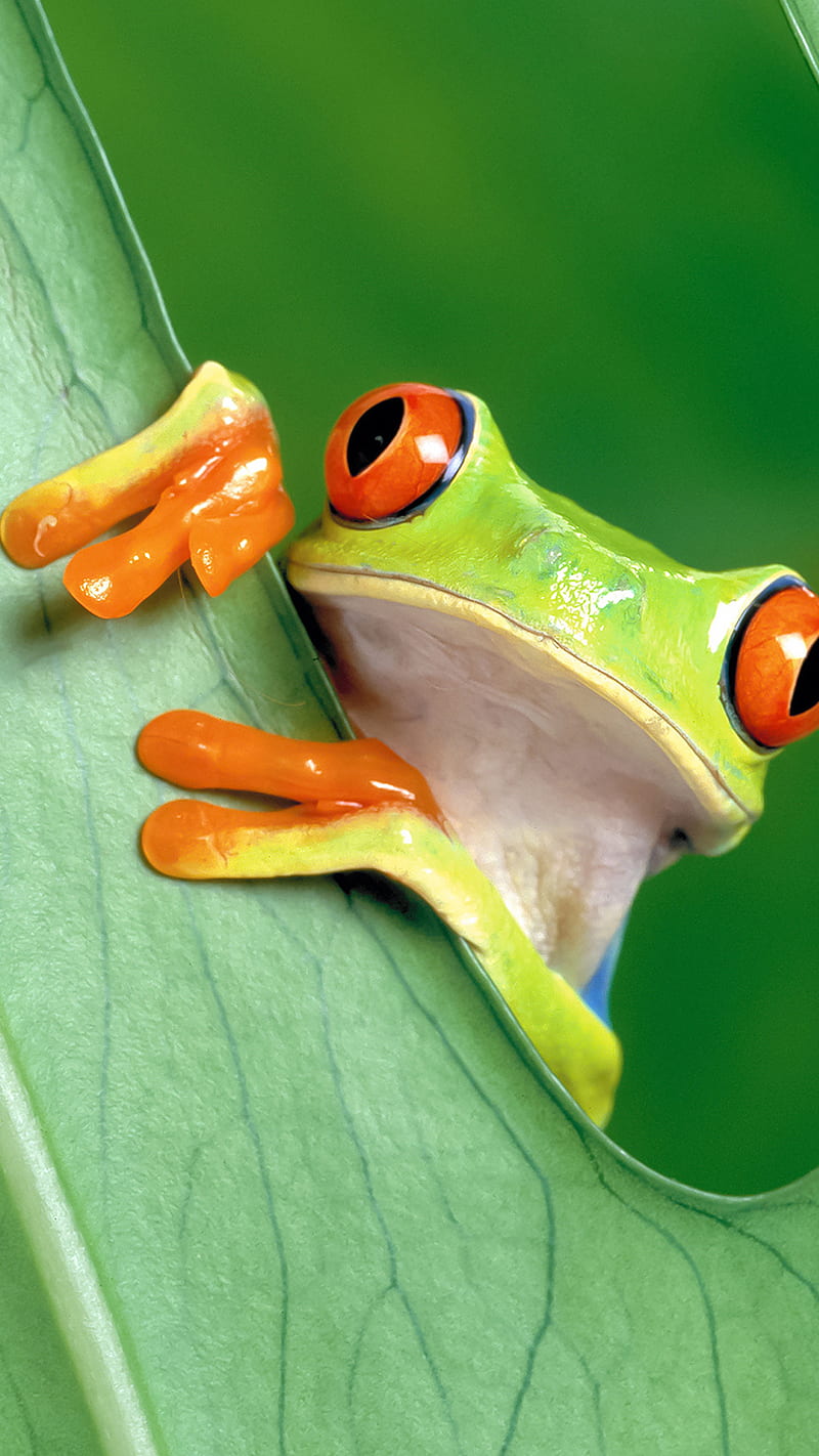 Green Frog , animal, leaf, nature, HD phone wallpaper