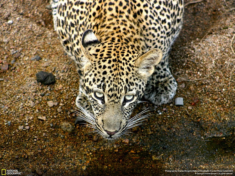 leopard South Africa-National Geographic, HD wallpaper
