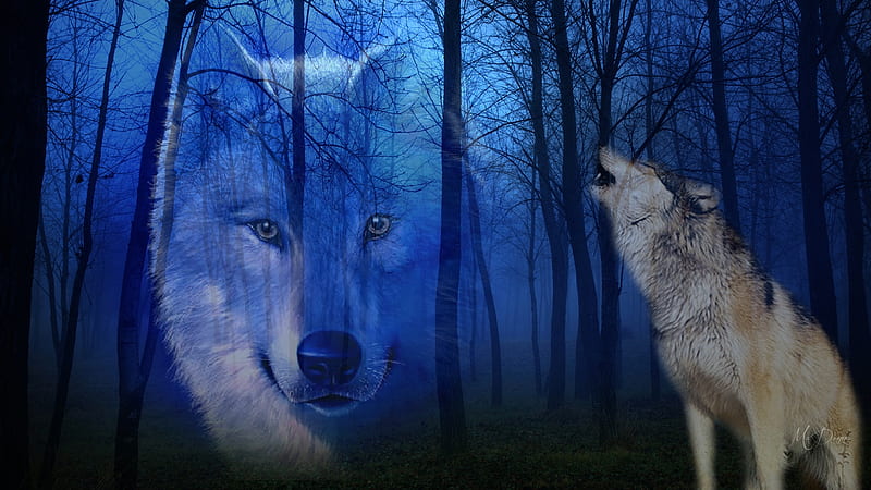 Spirit of the American Wolf, lobo, forest, woods, trees, spirit, wolf ...