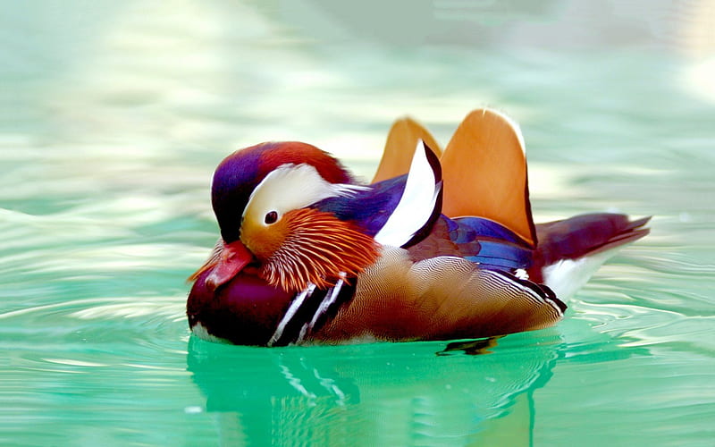 Beautiful Mandarin Duck, ducks, colors, mandarin ducks, animals, HD wallpaper