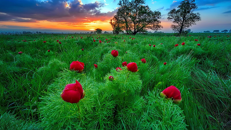 Flores rosas rojas pasto verde plantas arboles bajo nubes negras cielo azul  durante el atardecer flores, Fondo de pantalla HD | Peakpx