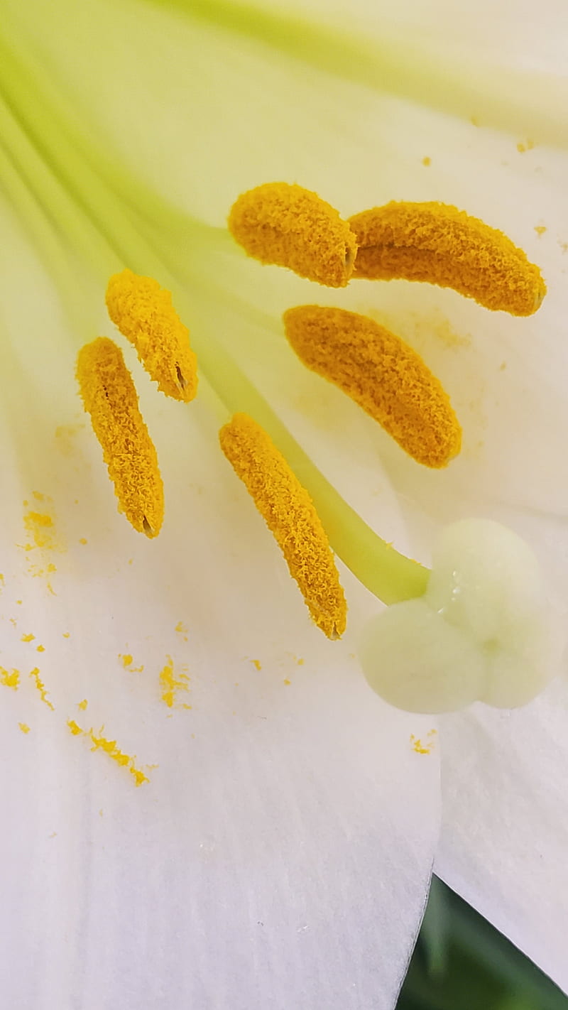 Fertile Flower, android, flower, iphone, lily, nature, spring, white, HD phone wallpaper