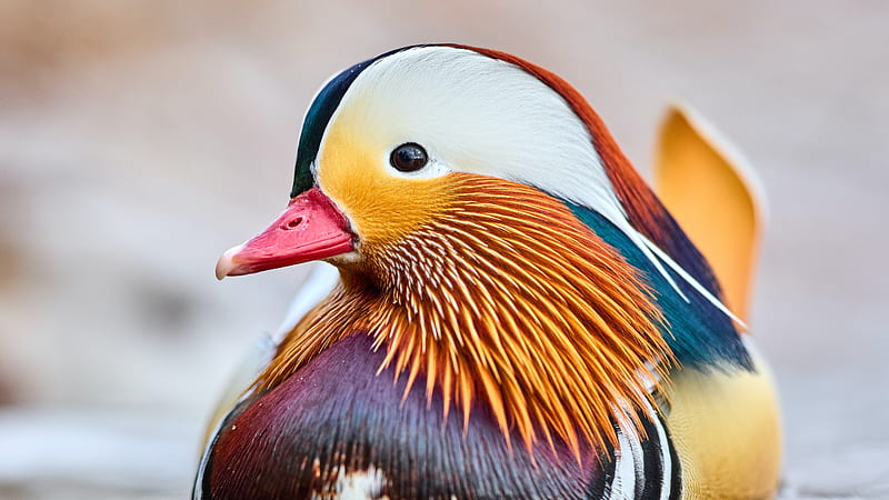 Colorful Mandarin Bird Duck Is Floating On Water Birds, HD wallpaper