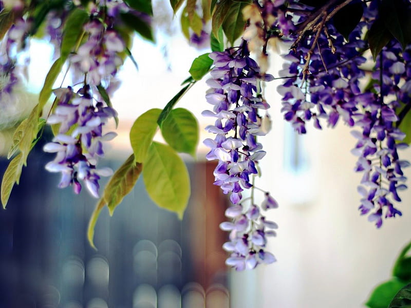 Flores de acacia, flores, naturaleza, púrpura, acacia, Fondo de pantalla HD  | Peakpx